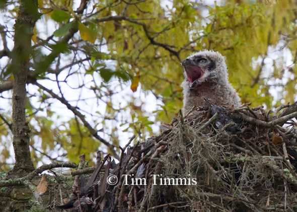 0188Brazos Bend_03142014-3
