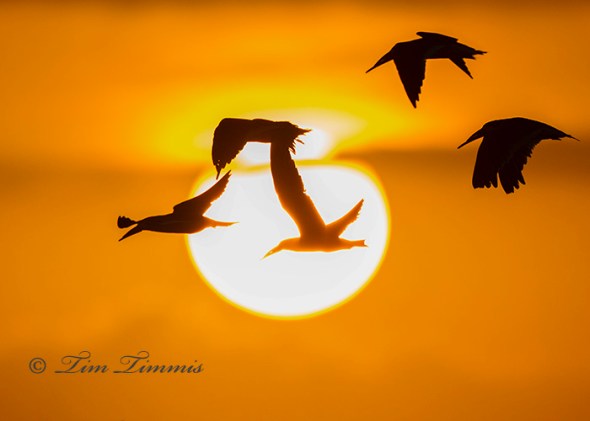 0060_Galveston_04112014-2