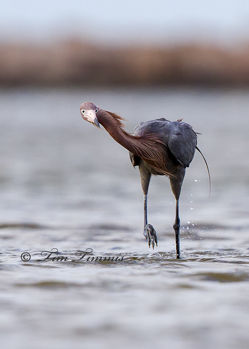 0218_Bolivar Flats_04102014-2