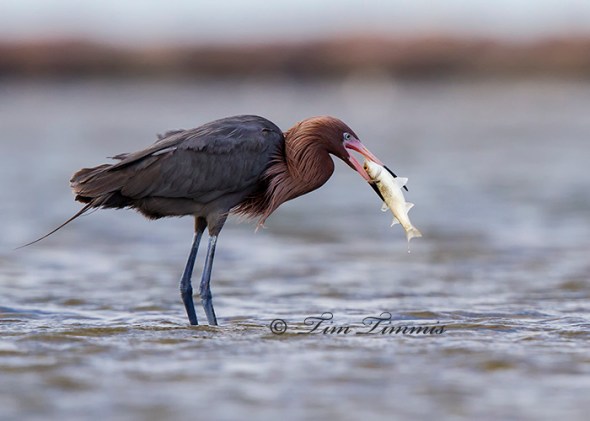 0274_Bolivar Flats_04102014-2