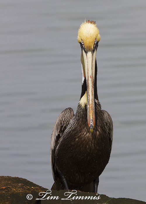 0280_Galveston_04112014-2