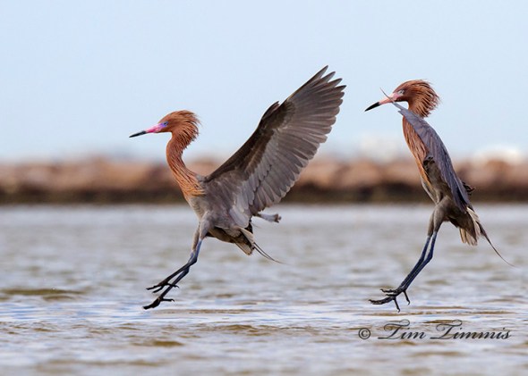 0383_Bolivar Flats_04102014-2