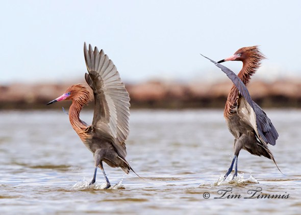 0384_Bolivar Flats_04102014-2