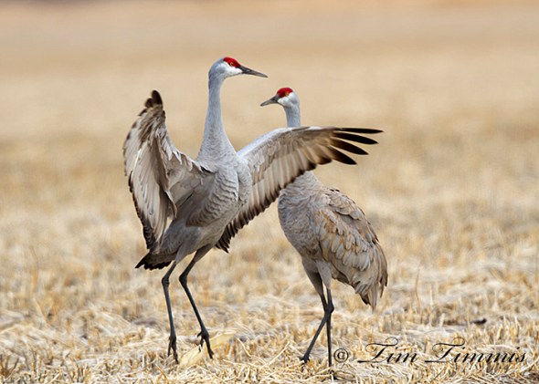 2041Nebraska_03272014-2