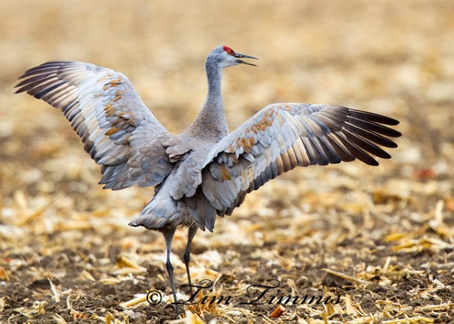 2445Nebraska_03272014-3