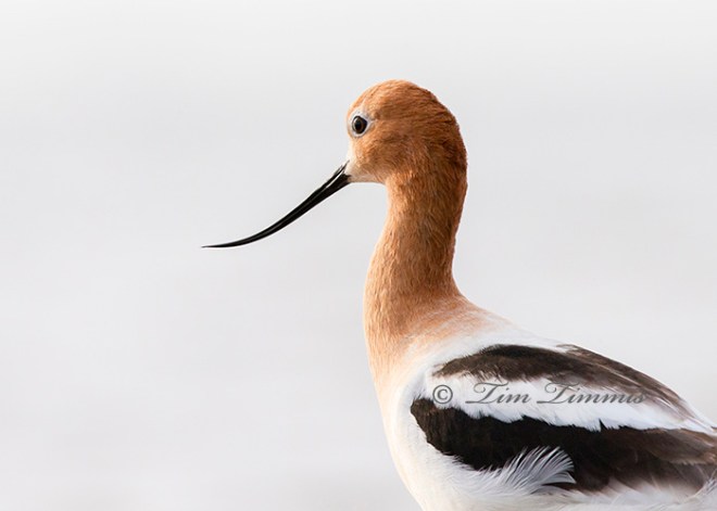 0574_Bolivar Flats_05232014-4