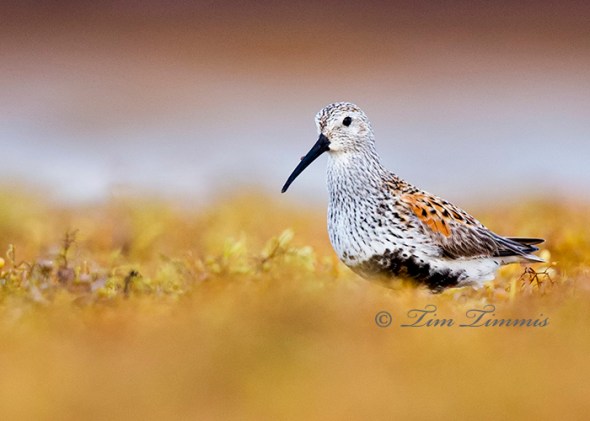 0003_Bolivar Flats_05232014-2