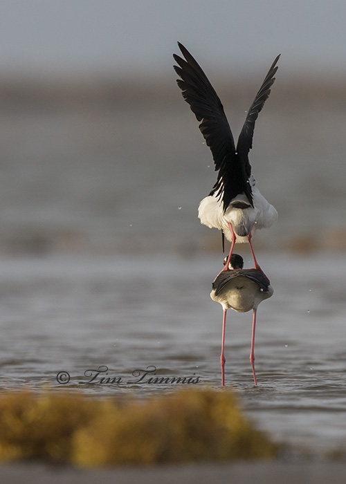 0135_Bolivar Flats_05232014-2