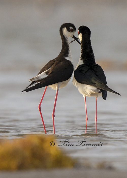 0169_Bolivar Flats_05232014-2