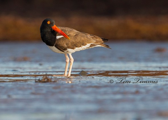 0231_Bolivar Flats_06212014-3