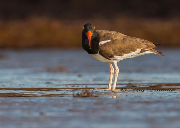 0237_Bolivar Flats_06212014-3