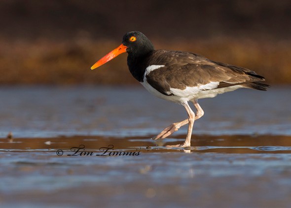 0259_Bolivar Flats_06212014-2