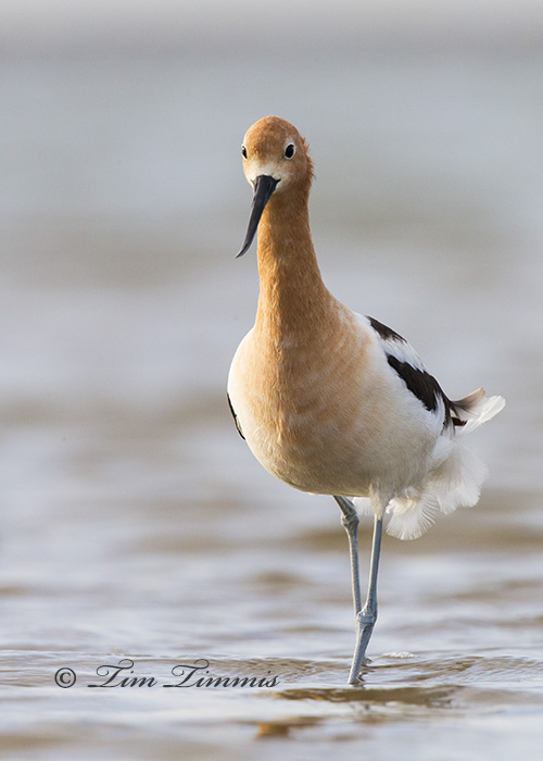 0534_Bolivar Flats_05232014-2