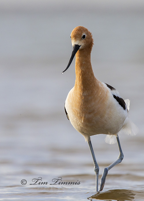 0541_Bolivar Flats_05232014-2