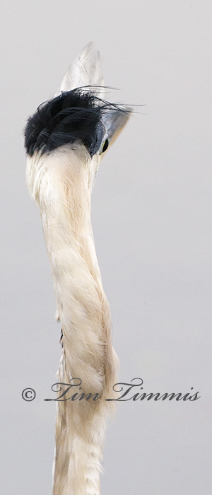 0067_Brazos Bend_07052014-2