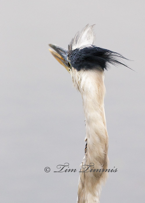 0068_Brazos Bend_07052014-4