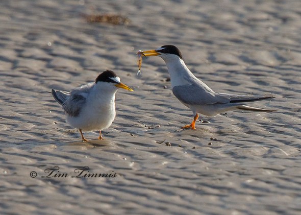 0287_Bolivar Flats_06212014-2