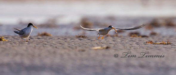 0297_Bolivar Flats_06212014-2