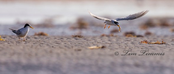 0298_Bolivar Flats_06212014-2