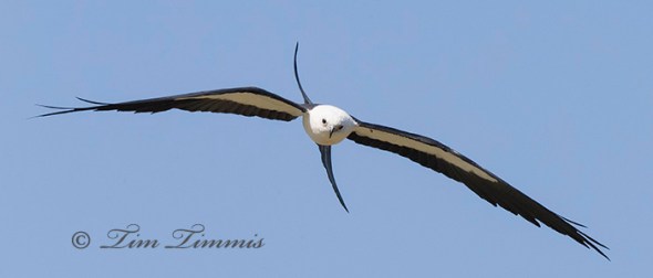 0361_Dayton Kites_07132014-2