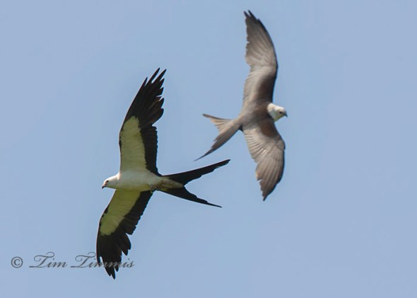 0680_Dayton Kites_07122014-3