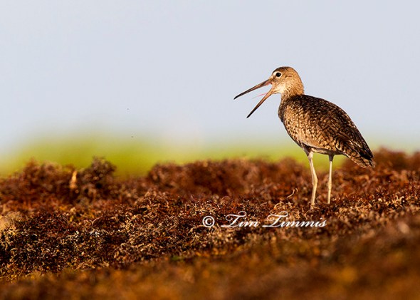 0135_Bolivar Flats_06212014-2