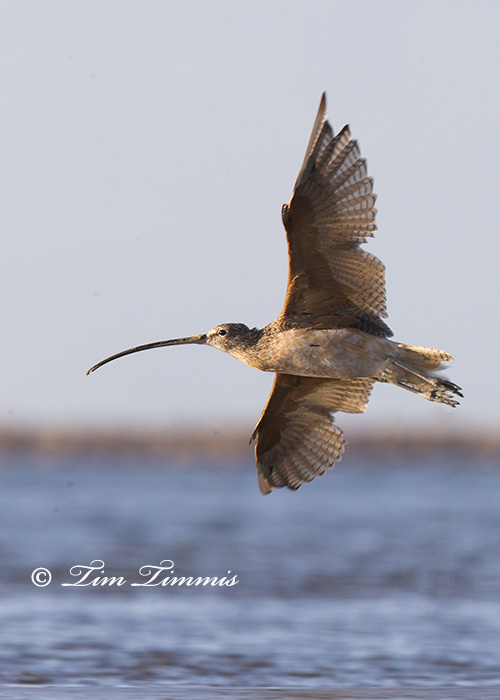 0328_Bolivar Flats_08232014-2