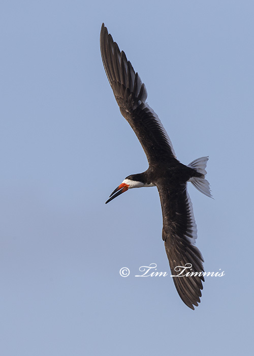 0422_Bolivar Flats_08232014-2