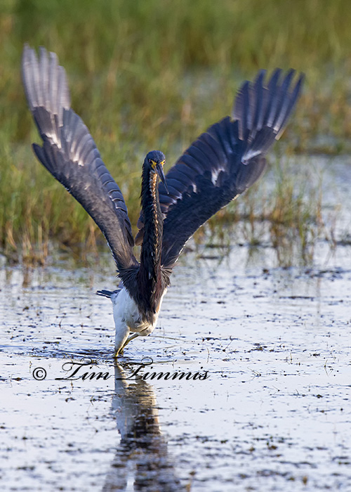 0584_Brazoria NWR_08172014-2