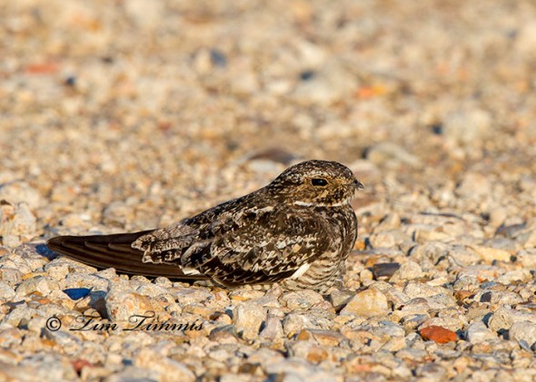 0056_Texas City Dike_09212014-2