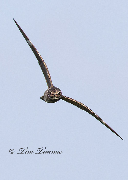 0467_Bolivar Flats_08232014-2