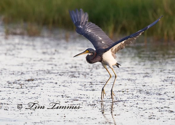 0485_Brazoria NWR_08172014-3