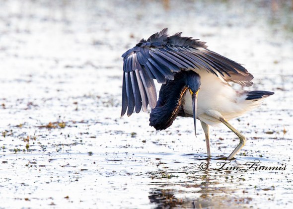 0514_Brazoria NWR_08172014-3