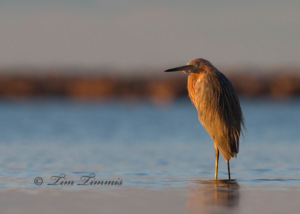 0242_Bolivar Flats_10182014-3