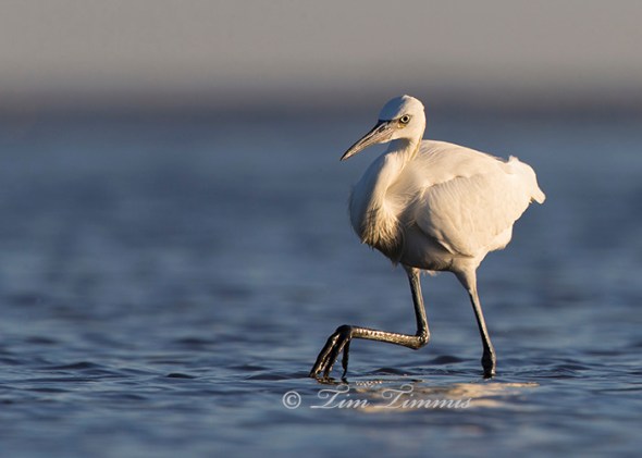 0199_Bolivar Flats_11292014-2