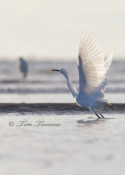 0415_Bolivar Flats_10182014-2