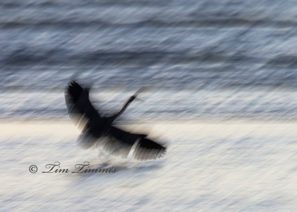 0550_Bolivar Flats_11292014-2