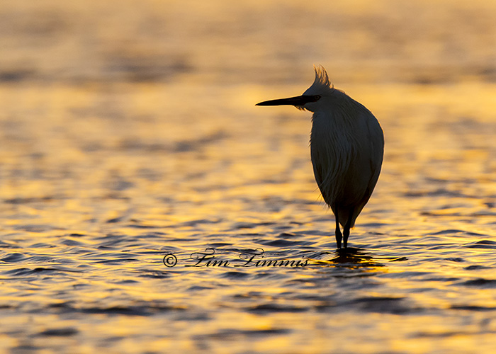 0617_Bolivar Flats_11292014-2