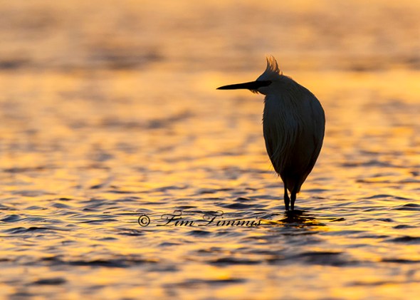 0617_Bolivar Flats_11292014-2