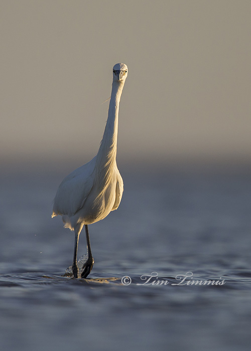 0780_Bolivar Flats_11292014a-2