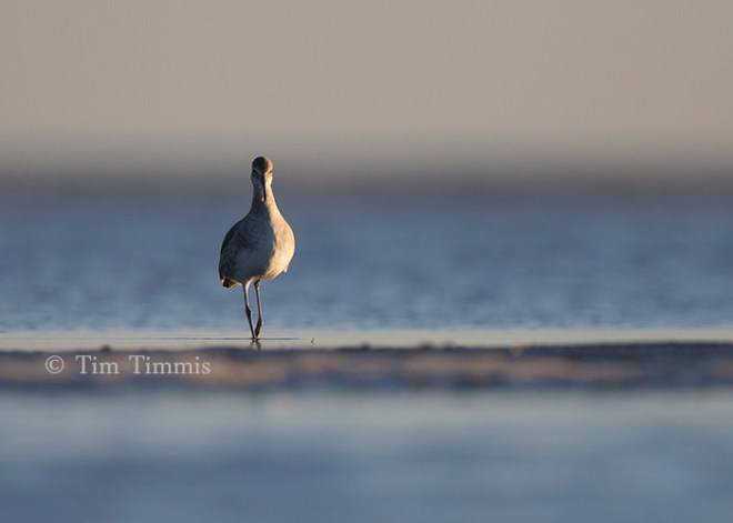 0734_Bolivar Flats_11292014-2