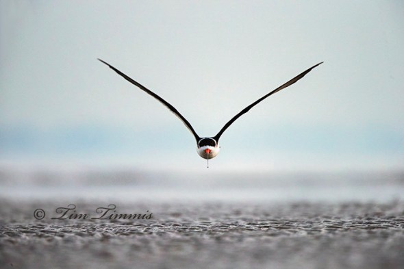 0068_Bolivar Flats_01172015-2