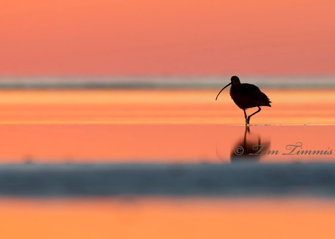 0101_Bolivar Flats_01242015-2