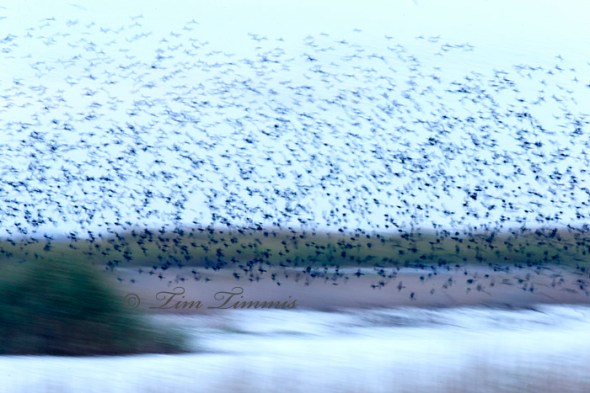 0201_Anahuac NWR_01042015-2