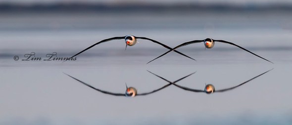 0546_Bolivar Flats_01172015-2