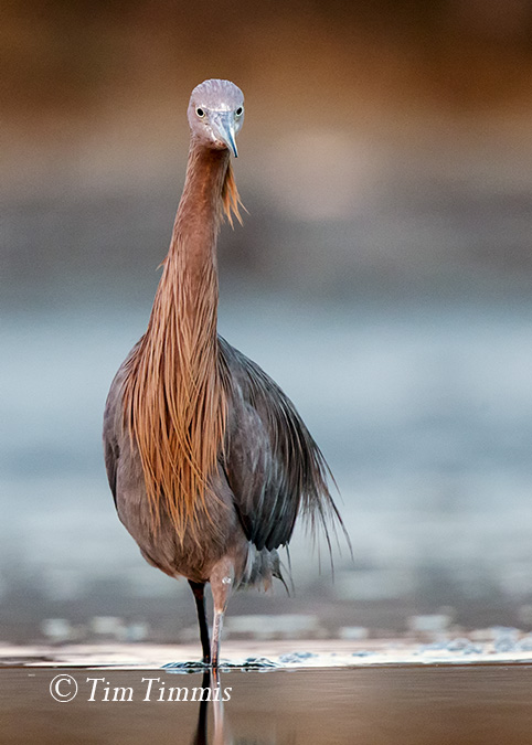 0220_Bolivar Flats_02072015-2