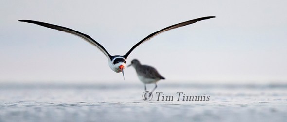 0312_Bolivar Flats_01172015-2