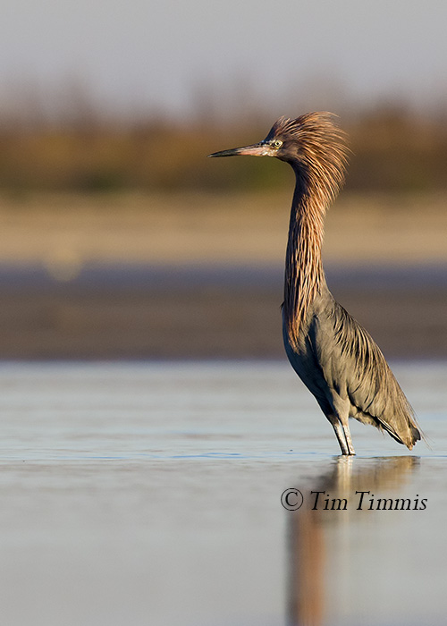 0420_Bolivar Flats_01242015-2