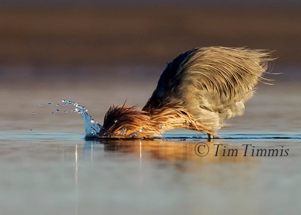 0460_Bolivar Flats_01242015a-2