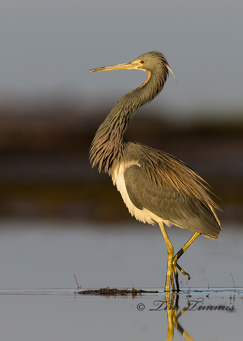 0565_Bolivar Flats_02072015-2